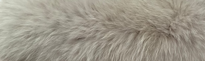 ブルーフォックス