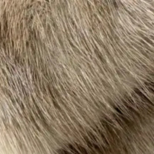 ミンク